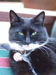 Yoda in 1998