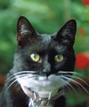 Blackie3 Image