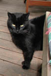 Blackie1 Image