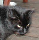 Blackie3 Image