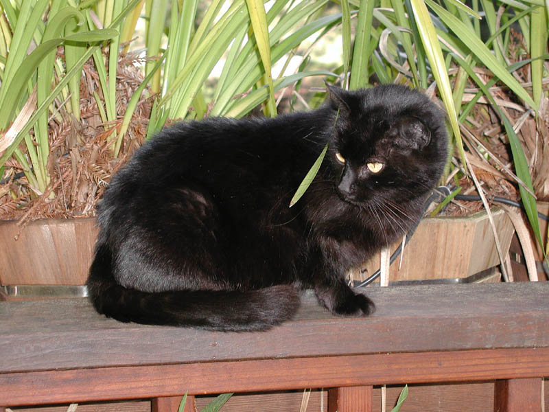 Blackie4 Image Enlargement