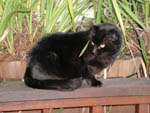 Blackie4 Image