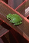 Pacific tree frog