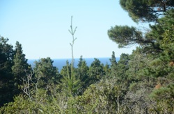 View from Master Bath Window