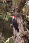 pileated woodpecker