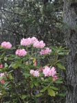 rhododendron