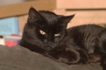 Blackie in 2006