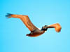 Pelican