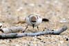 Plover on nest
