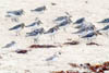 Sanderlings