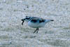 Western Snowy Plover