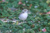 Plover Fledgeling