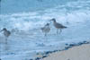Shorebird