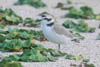 Western Snowy Plover