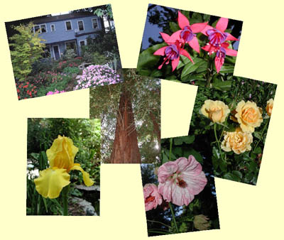 garden graphic