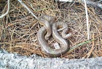 rubber boa