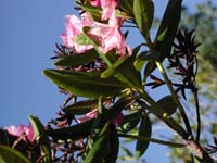 p02c230064