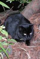 Blackie