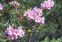 Rhododedron1