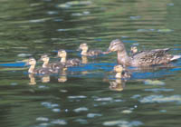 Ducklings
