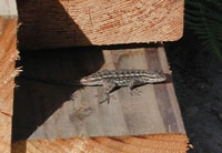 W029060057at