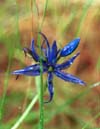 Flower1