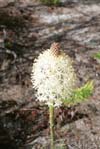 Flower 2