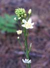 Flower 3