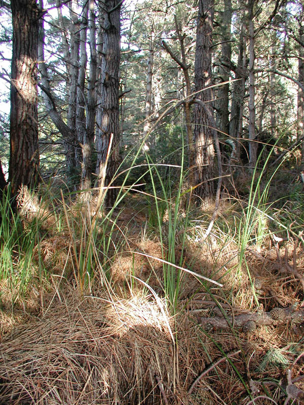 Forest View 1 Enlargement P011140013