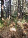 Forest View 1