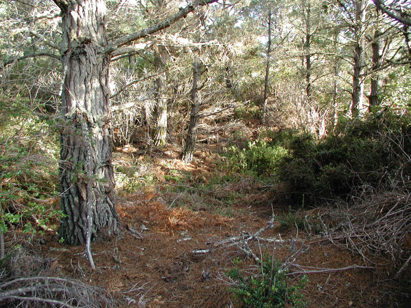 Forest View 2 Enlargement P011140039