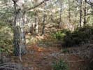 Forest View 2