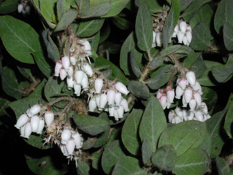 Huckleberry Flowers Enlargement P011140017