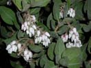 Huckleberry Flowers