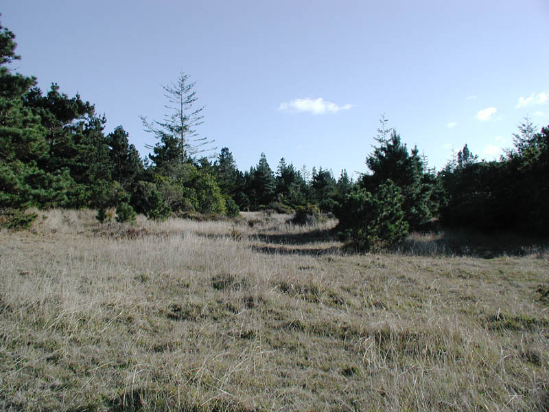 Meadow Image 2 Enlargement P011140006