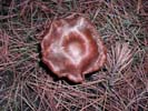 Mushroom 1