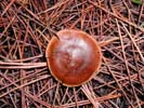 Mushroom 2