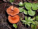 Mushroom 3
