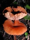 Mushroom 4
