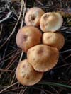 Mushroom 5