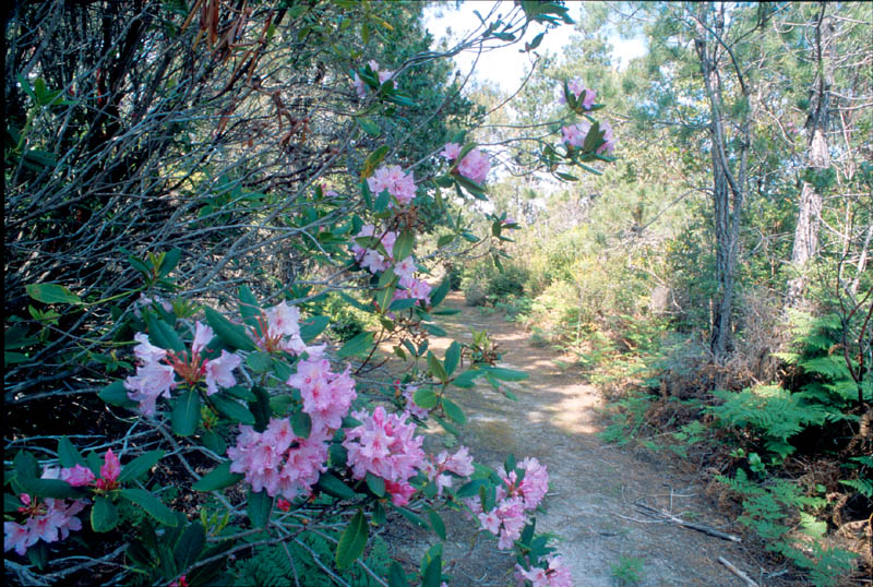 Rhododendron1 Image Enlargement S168-21