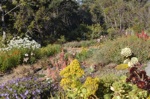 Point Arena gardens