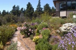 Point Arena gardens
