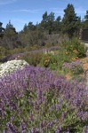 Point Arena gardens
