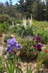Point Arena gardens
