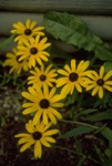4361-0071t.jpg
