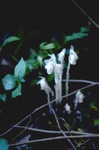 4361-0080t.jpg