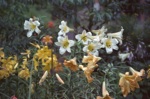 4810-0023t.jpg