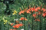 4810-0036t.jpg
