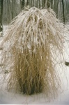 uptonwinter2t.jpg